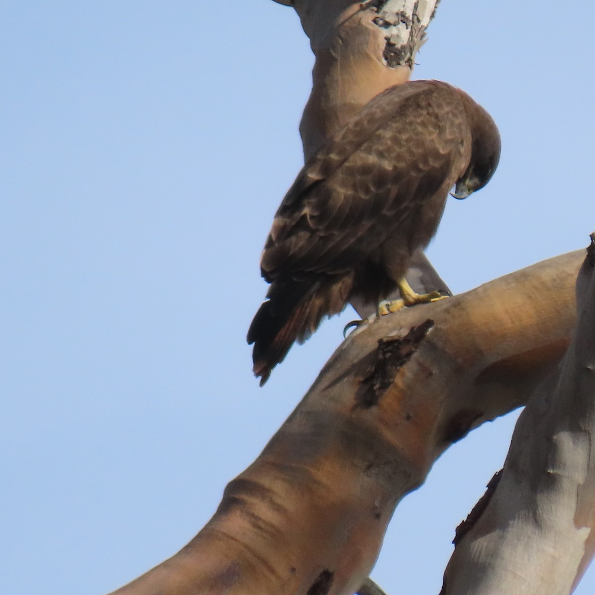 Канюк неоарктичний (підвид calurus/alascensis) - ML645573072