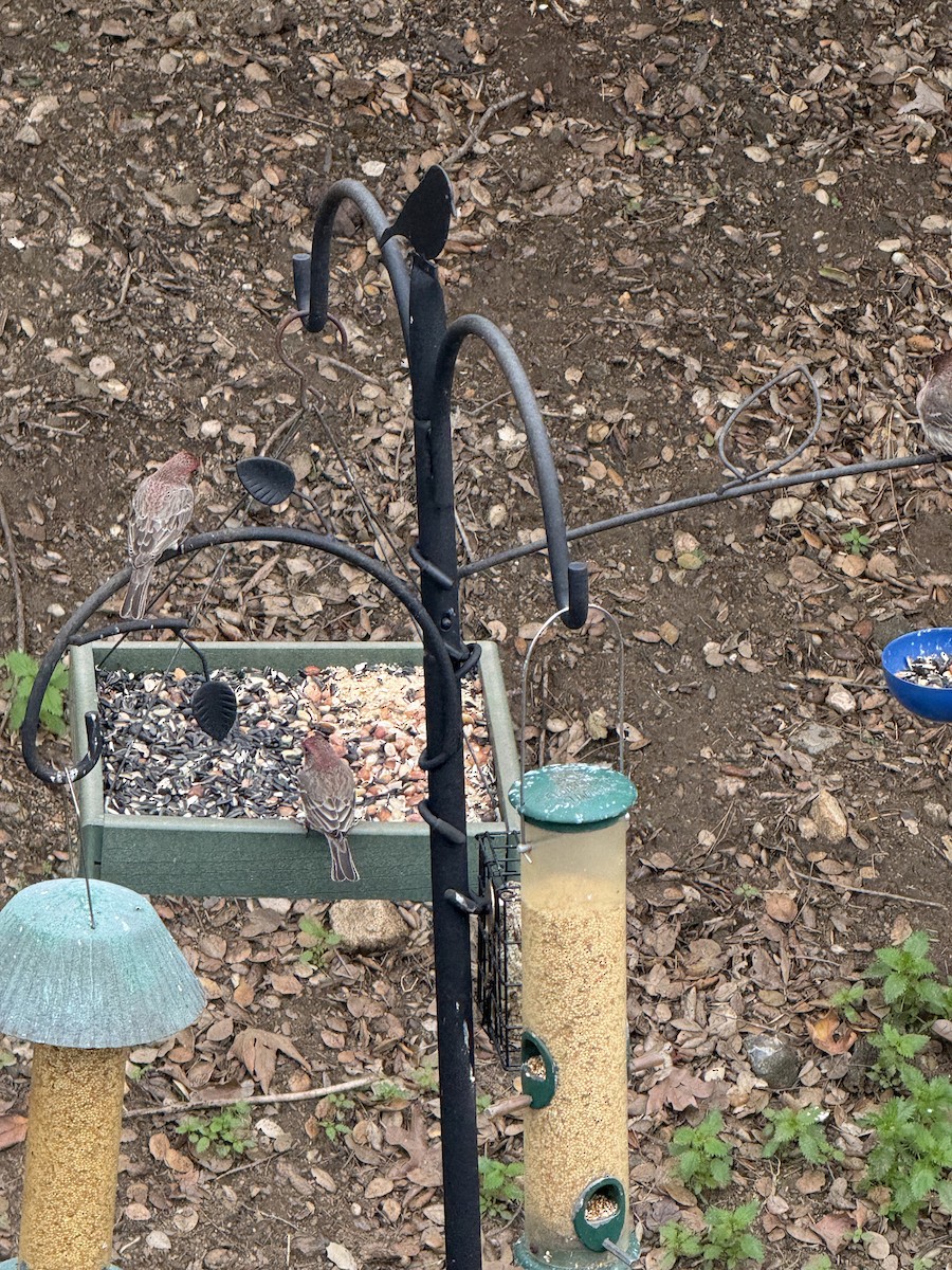 Чечевиця садова - ML645573073