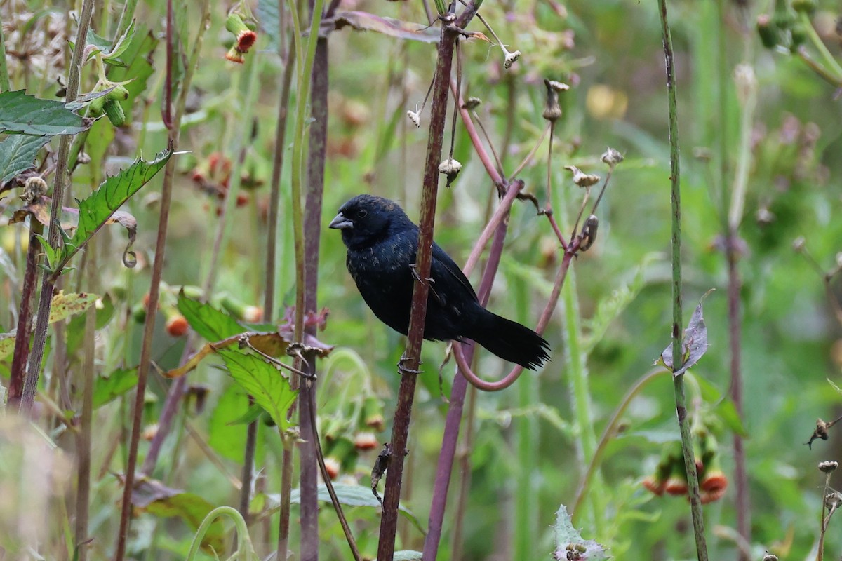 Якарина - ML645573074