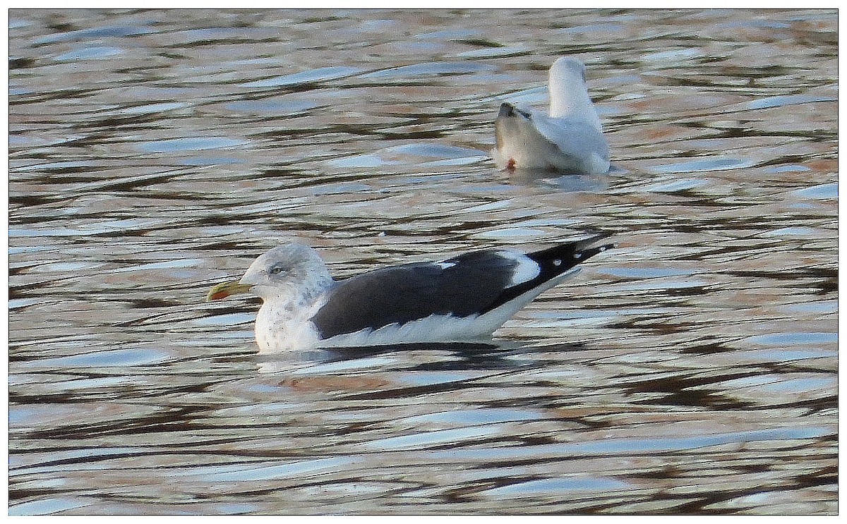 Мартин чорнокрилий (підвид graellsii) - ML645573075