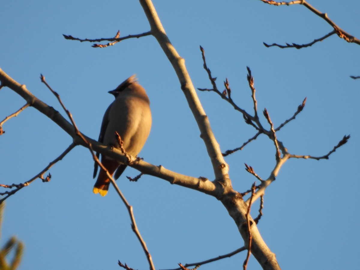 Омелюх звичайний - ML645573076