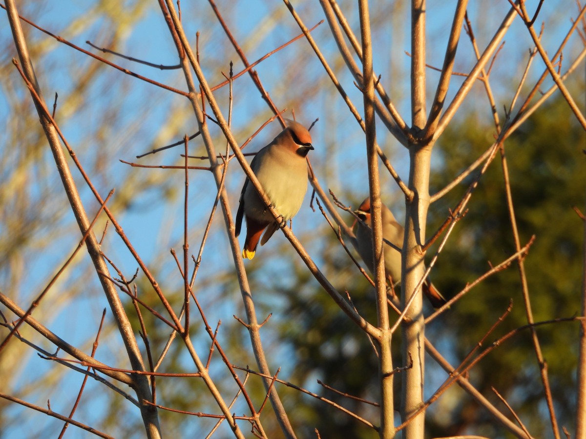 Омелюх звичайний - ML645573077