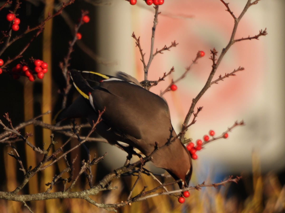 Омелюх звичайний - ML645573078