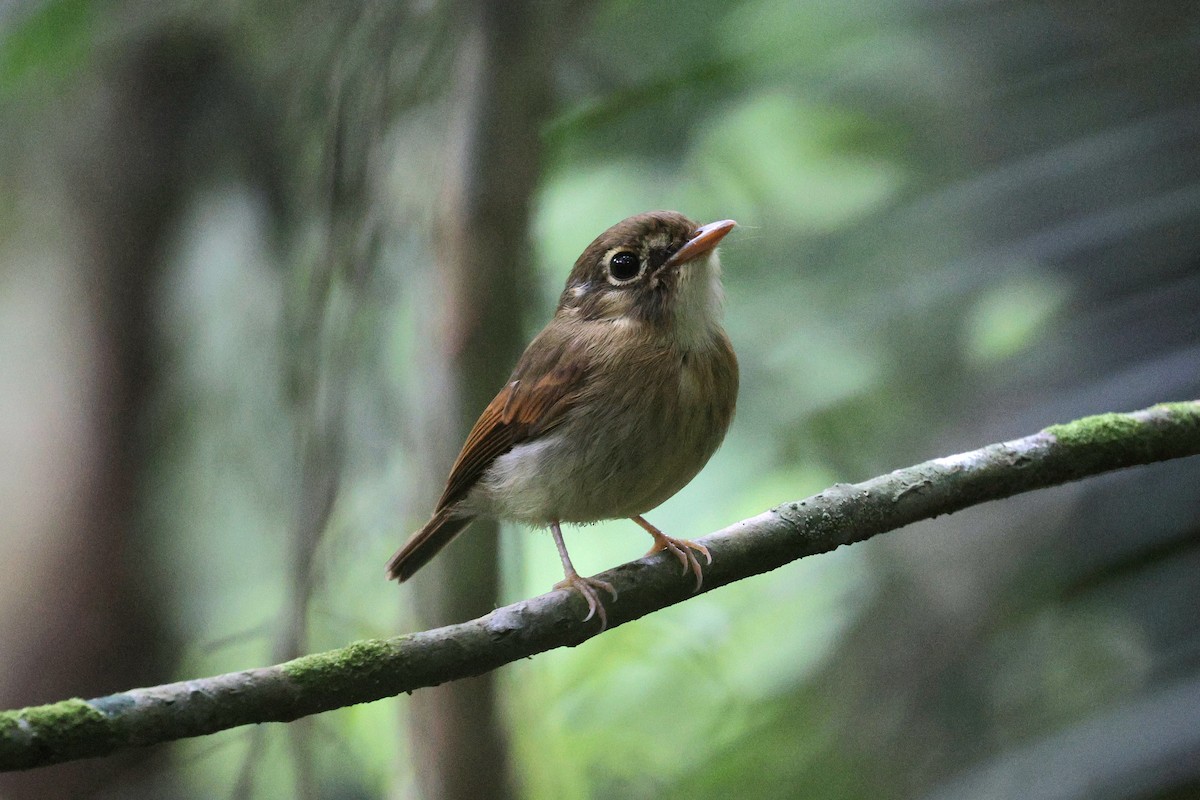 Лопатодзьоб рудокрилий - ML645573080