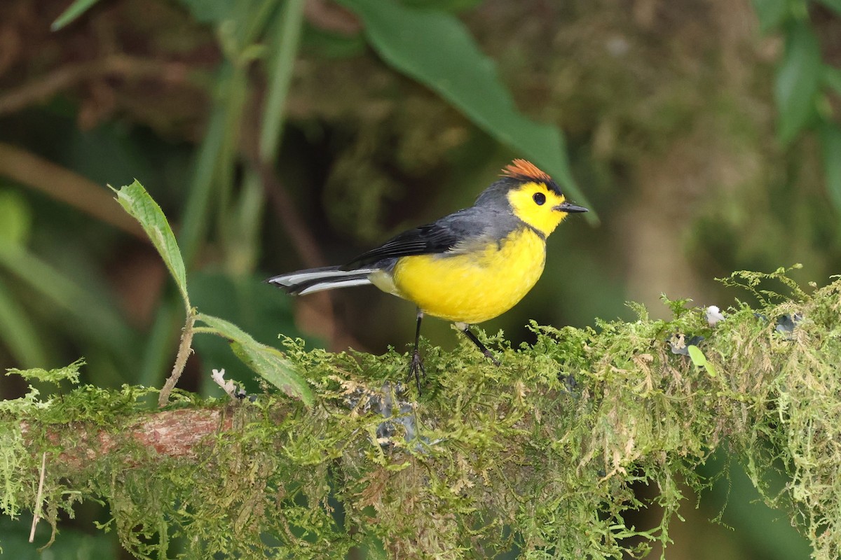 Чернітка коста-риканська - ML645573082