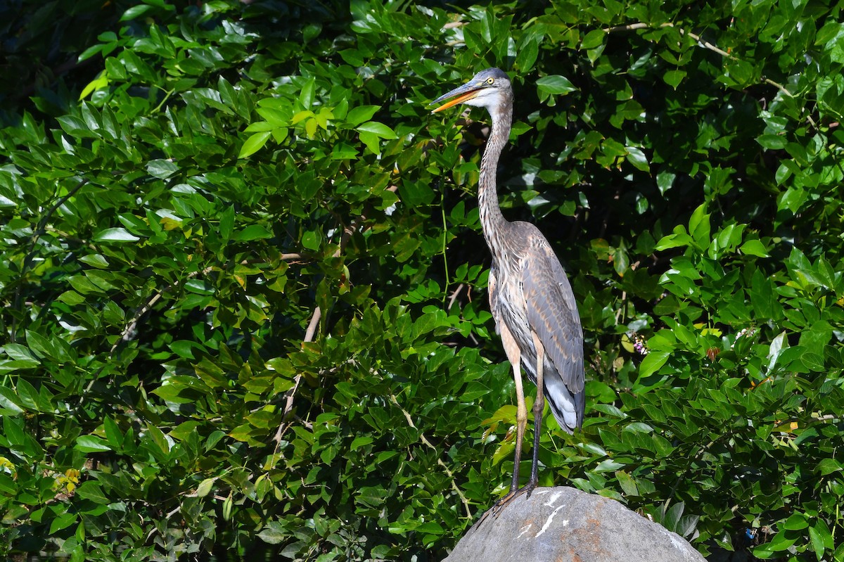 Чапля північна - ML645573083