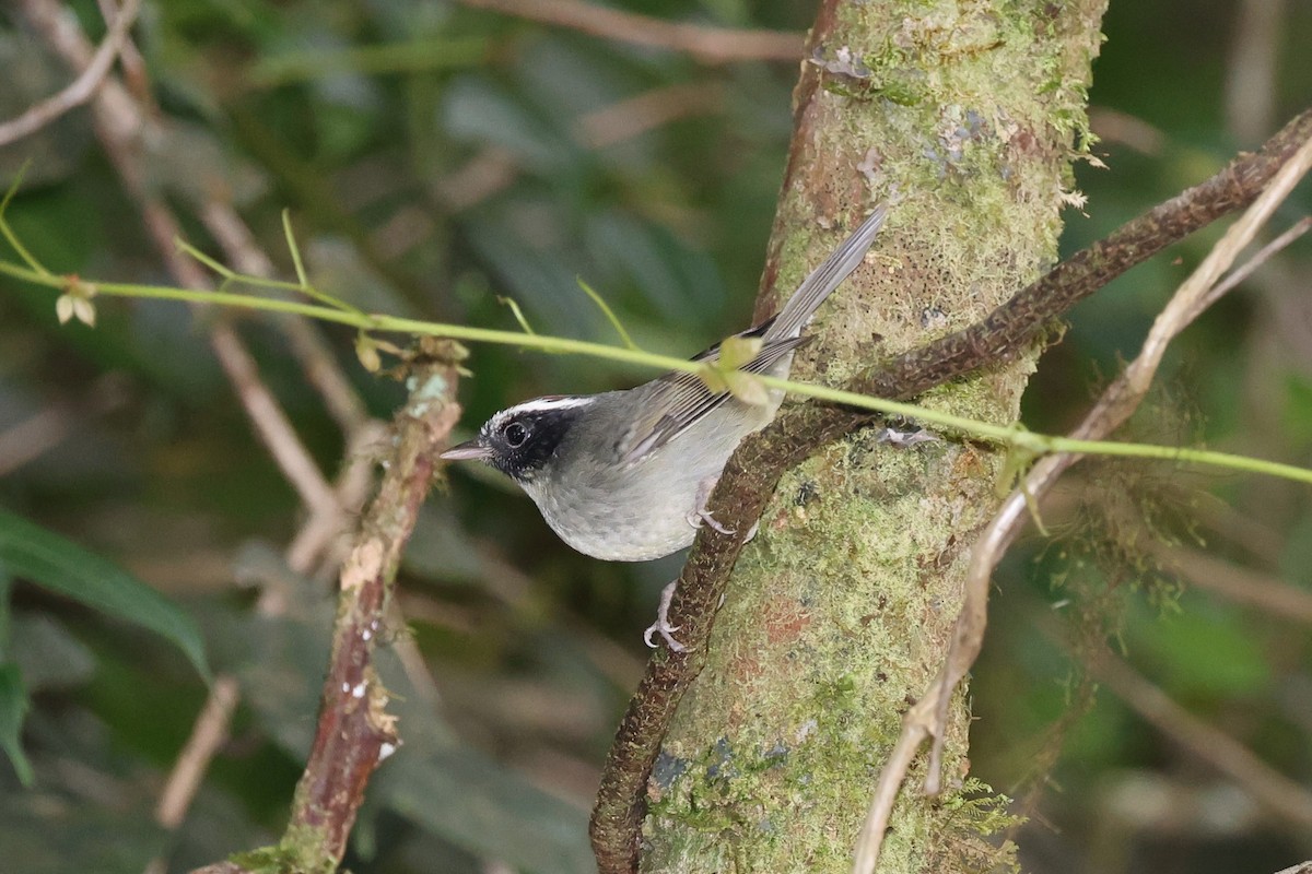 Коронник чорнощокий - ML645573084