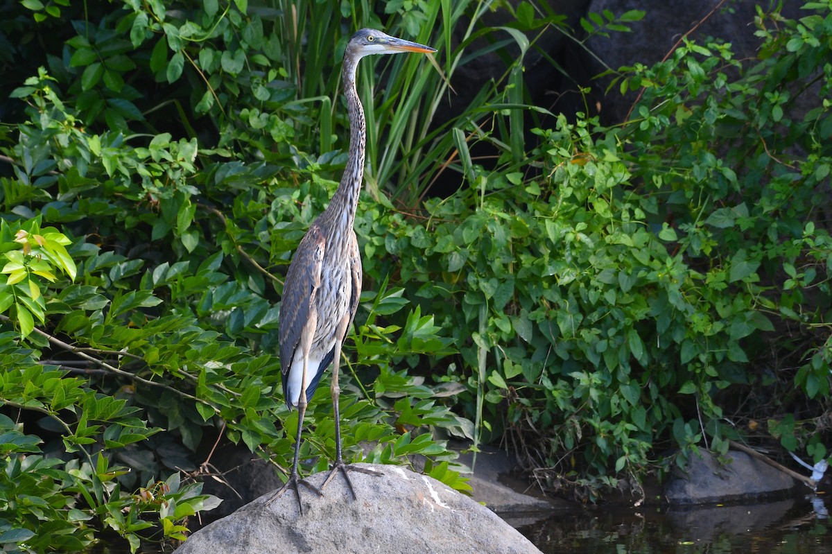 Чапля північна - ML645573085