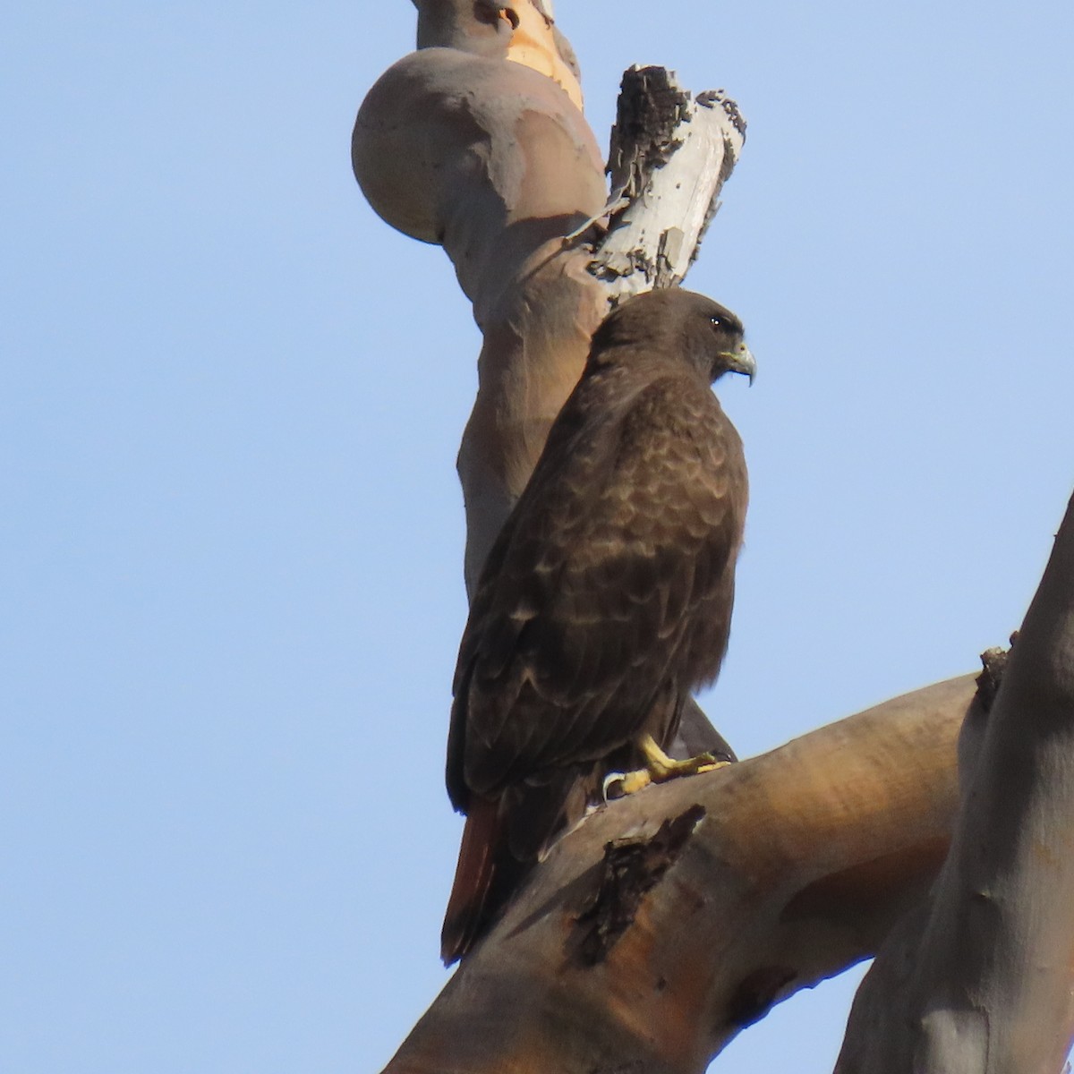 Канюк неоарктичний (підвид calurus/alascensis) - ML645573086