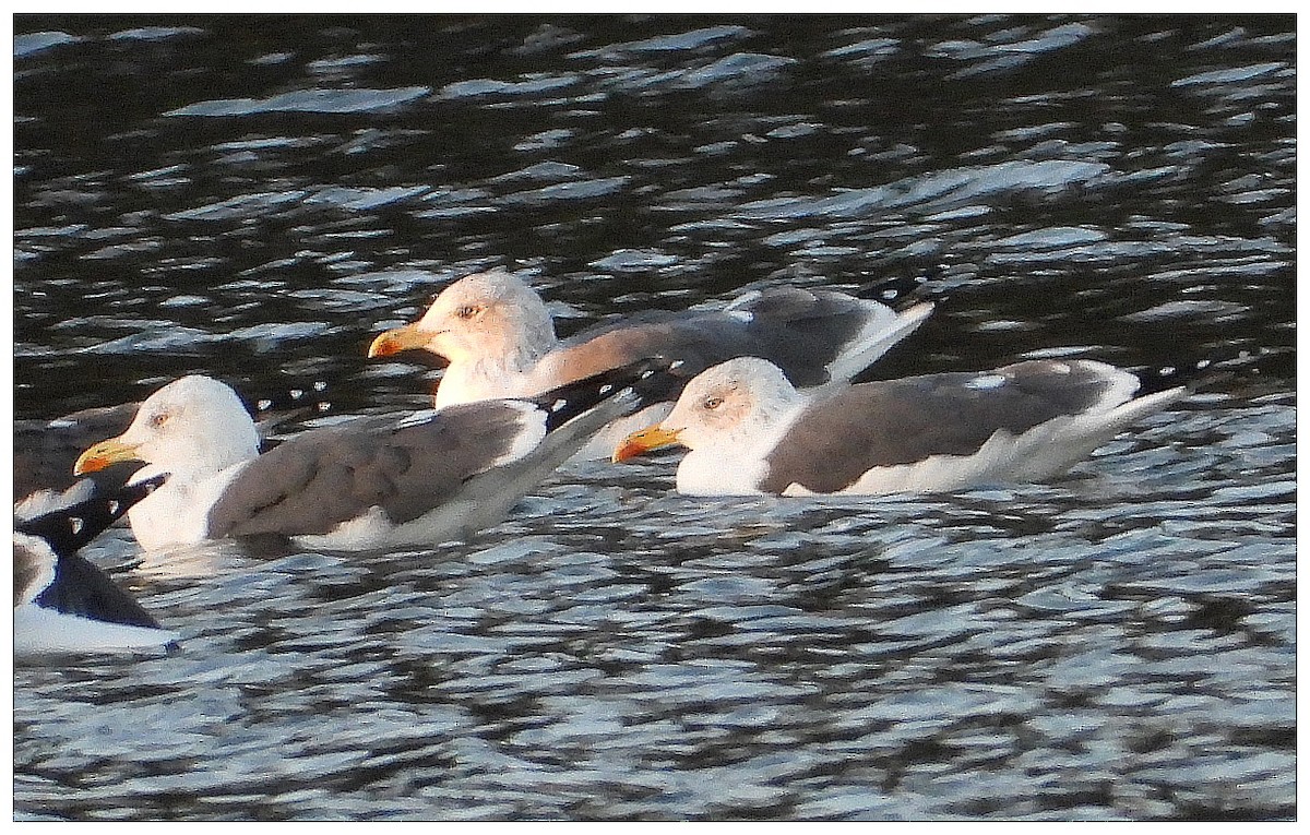 Lesser Black-backed Gull (graellsii) - ML645573088