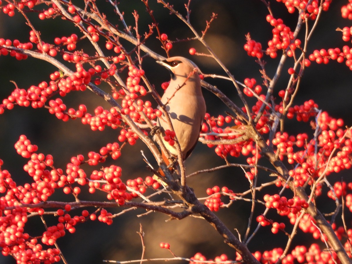 Bohemian Waxwing - ML645573092