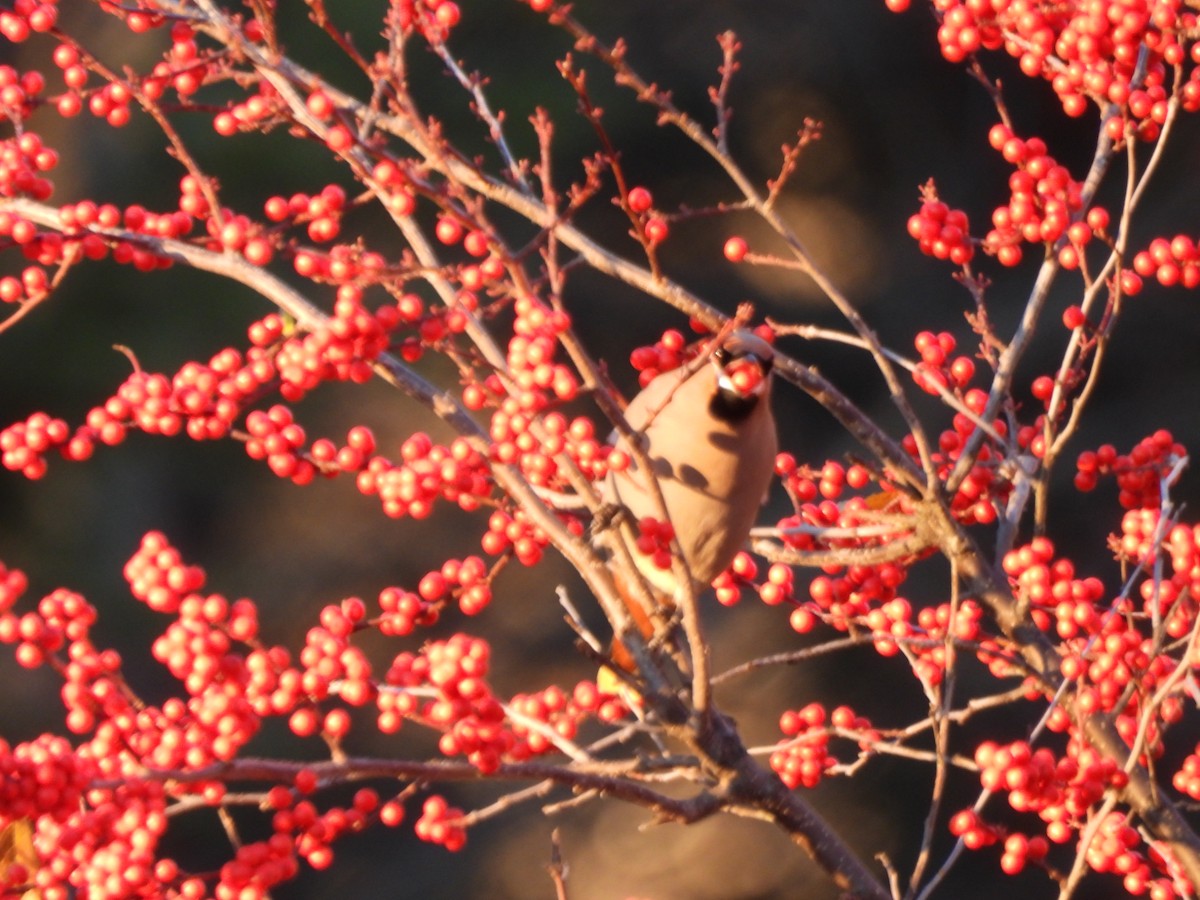 Bohemian Waxwing - ML645573093