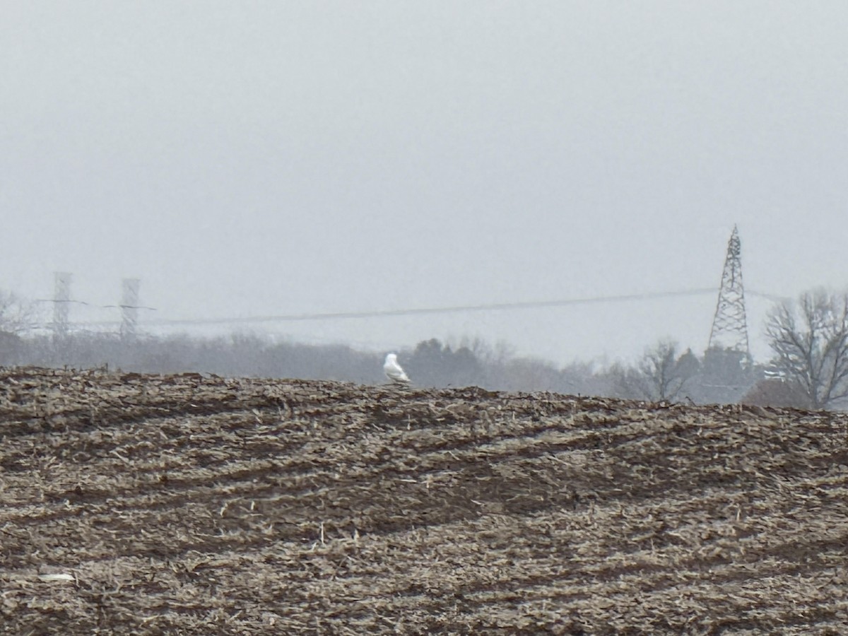 Snowy Owl - ML645573094