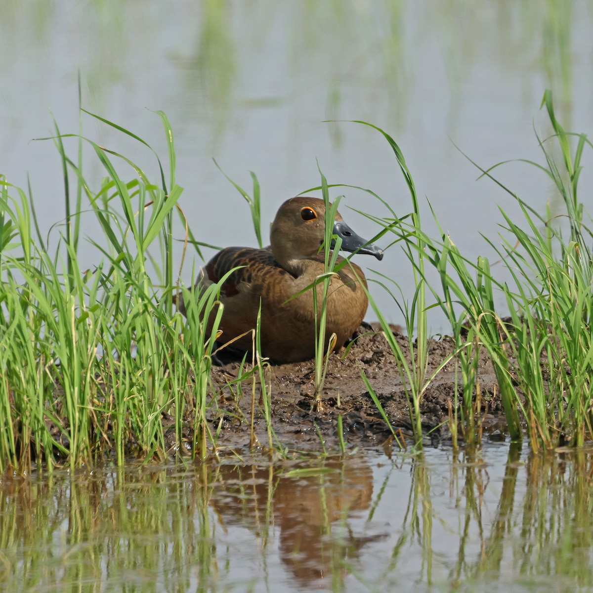 Lesser Whistling-Duck - ML645573102