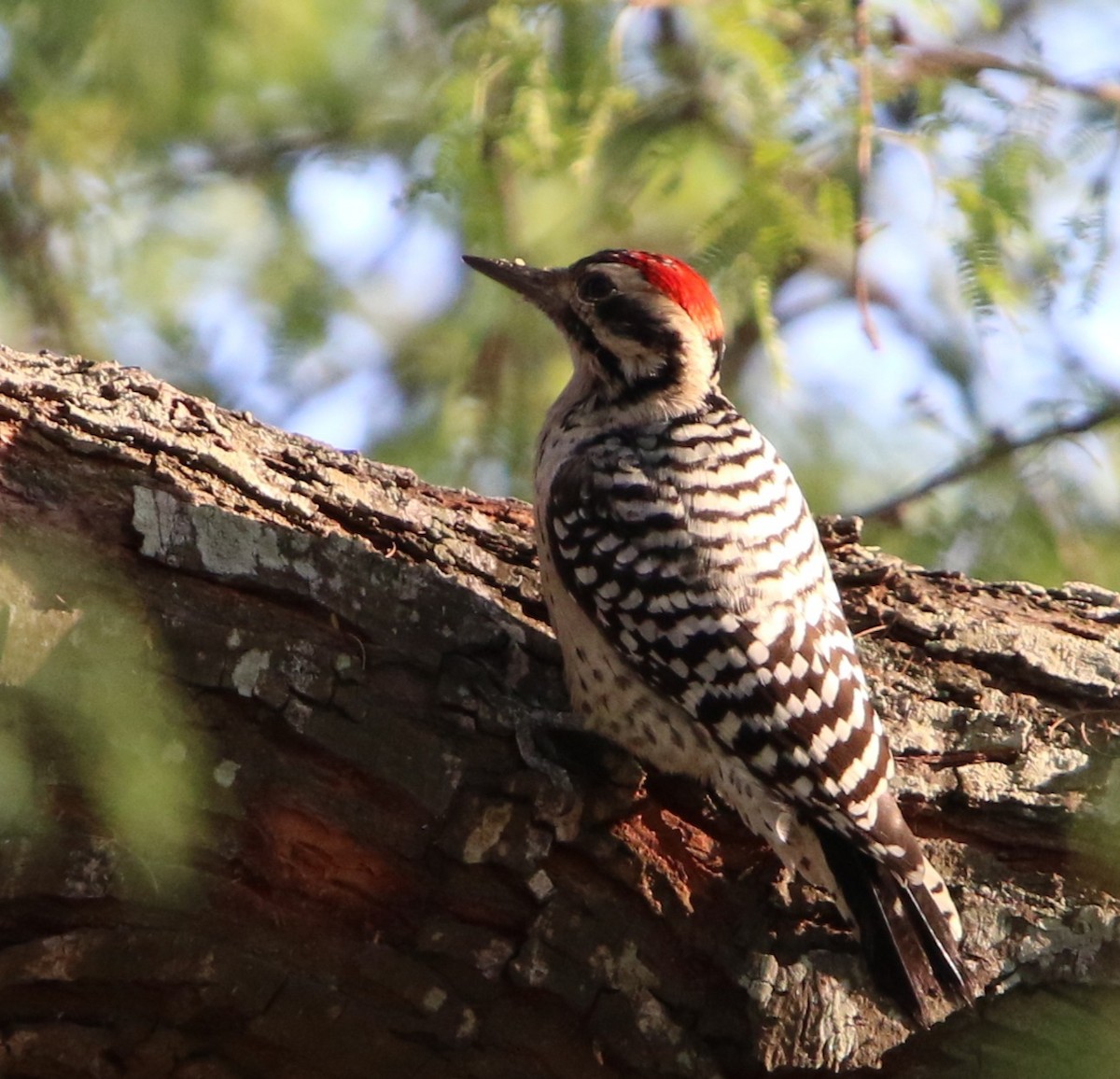 Ladder-backed Woodpecker - ML645573104