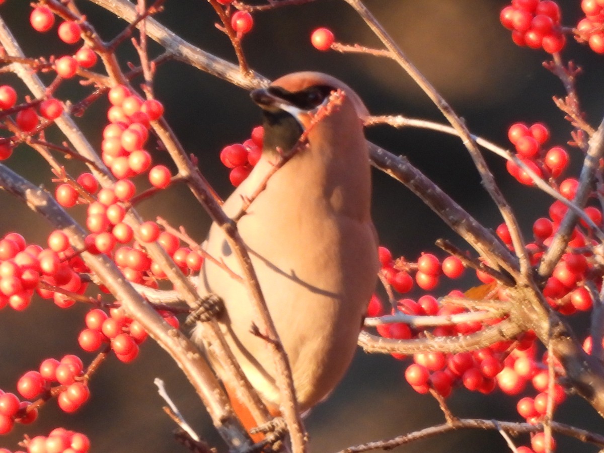Bohemian Waxwing - ML645573106