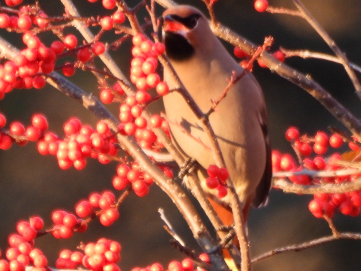 Bohemian Waxwing - ML645573107