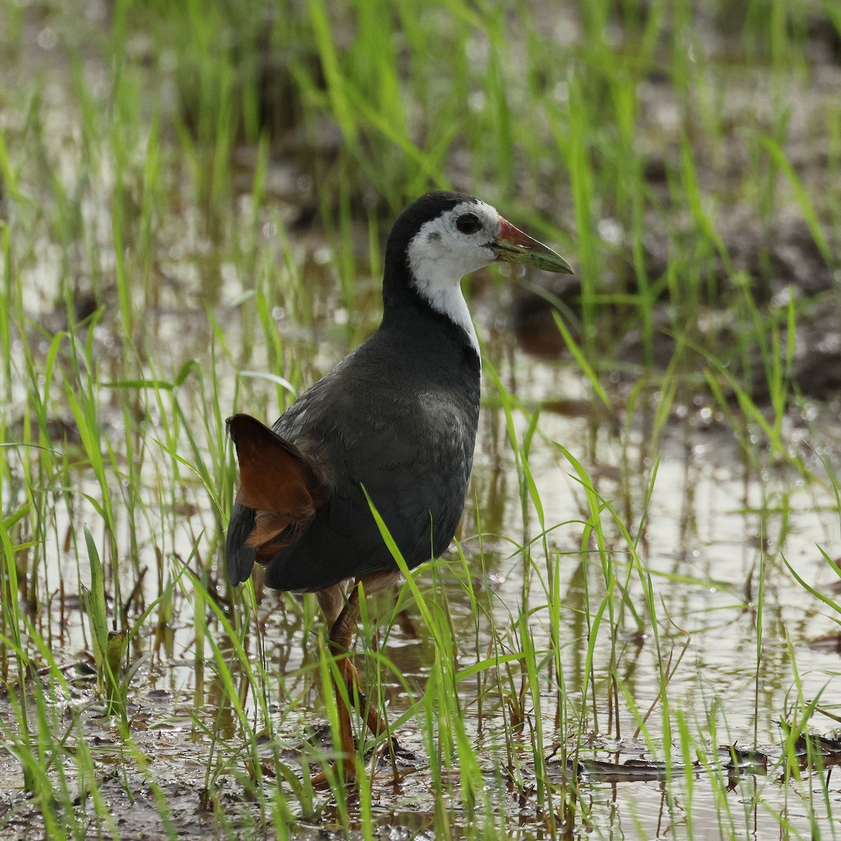 White-breasted Waterhen - ML645573111
