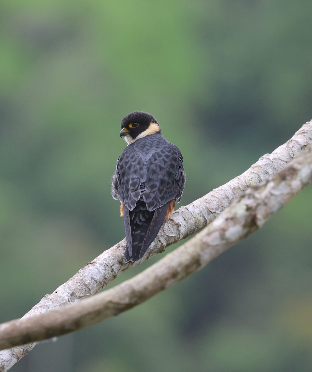 Bat Falcon - ML645573113