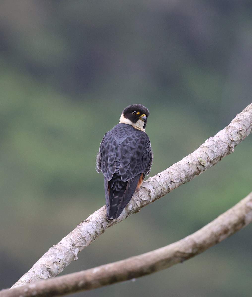 Bat Falcon - ML645573114