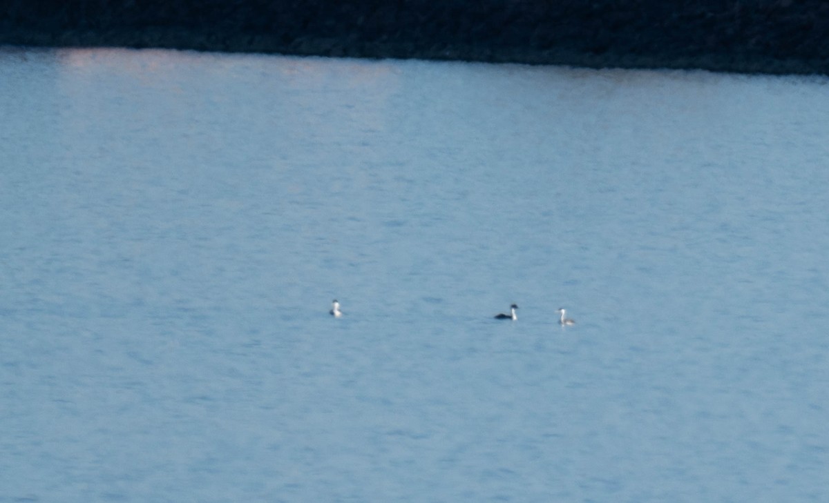 Clark's Grebe - ML645573118