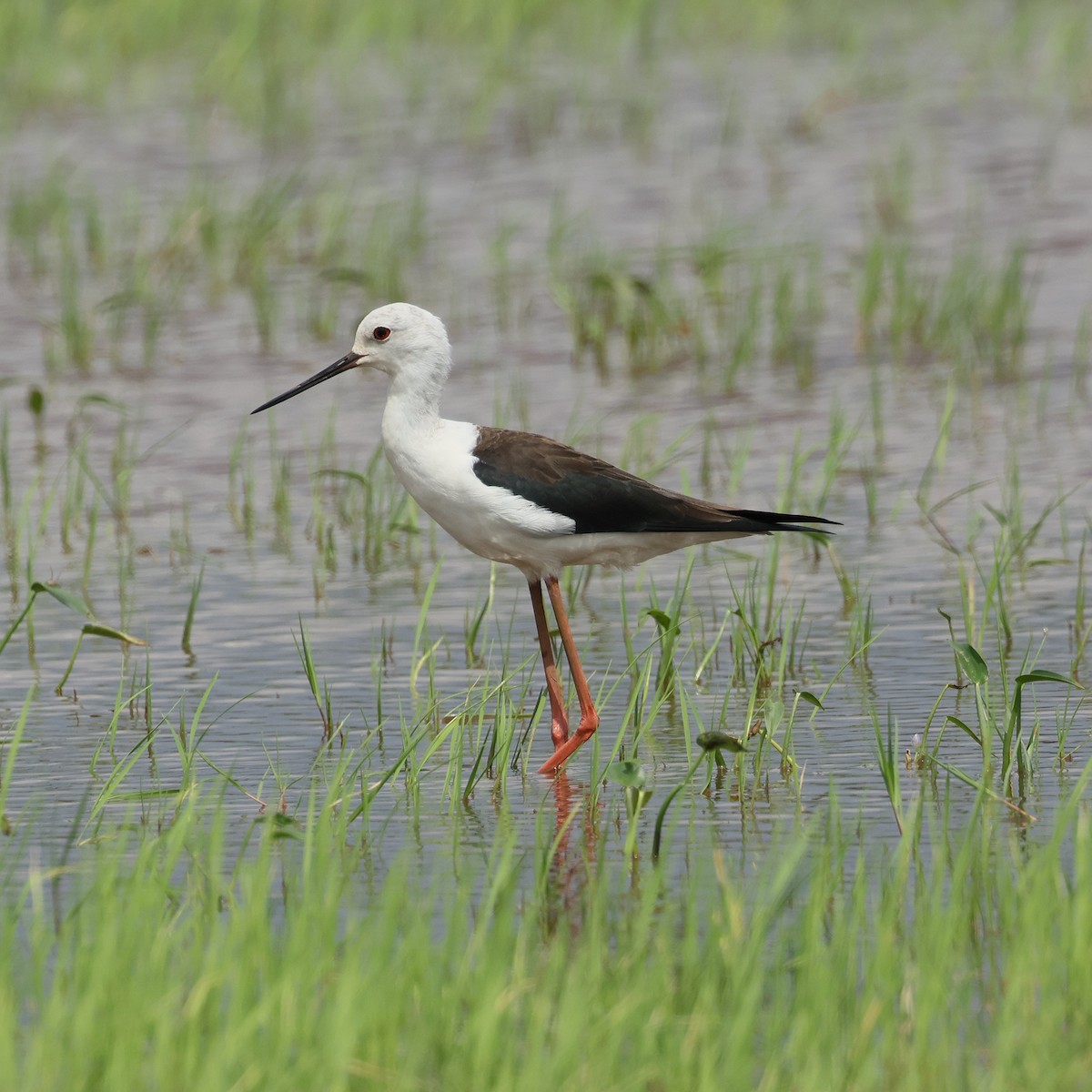 Black-winged Stilt - ML645573133