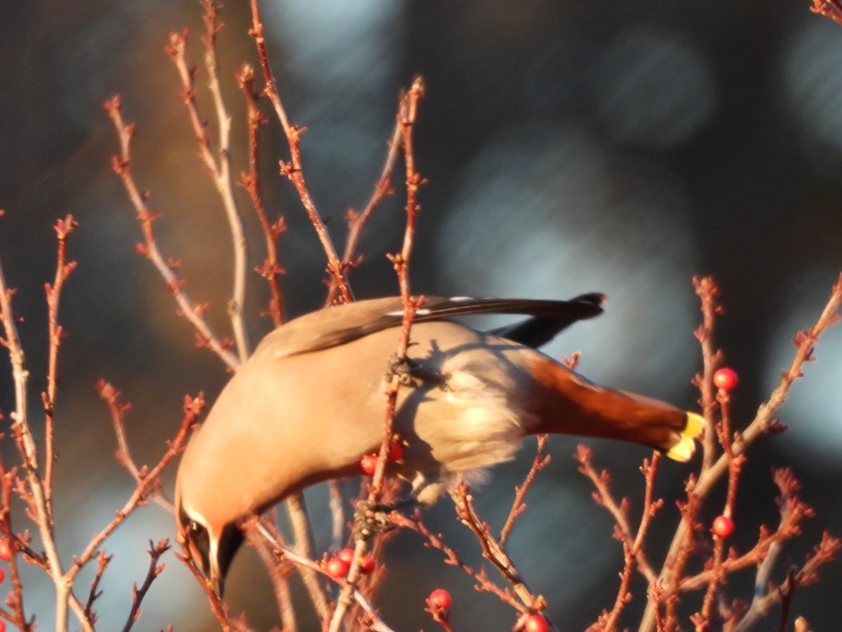 Bohemian Waxwing - ML645573134