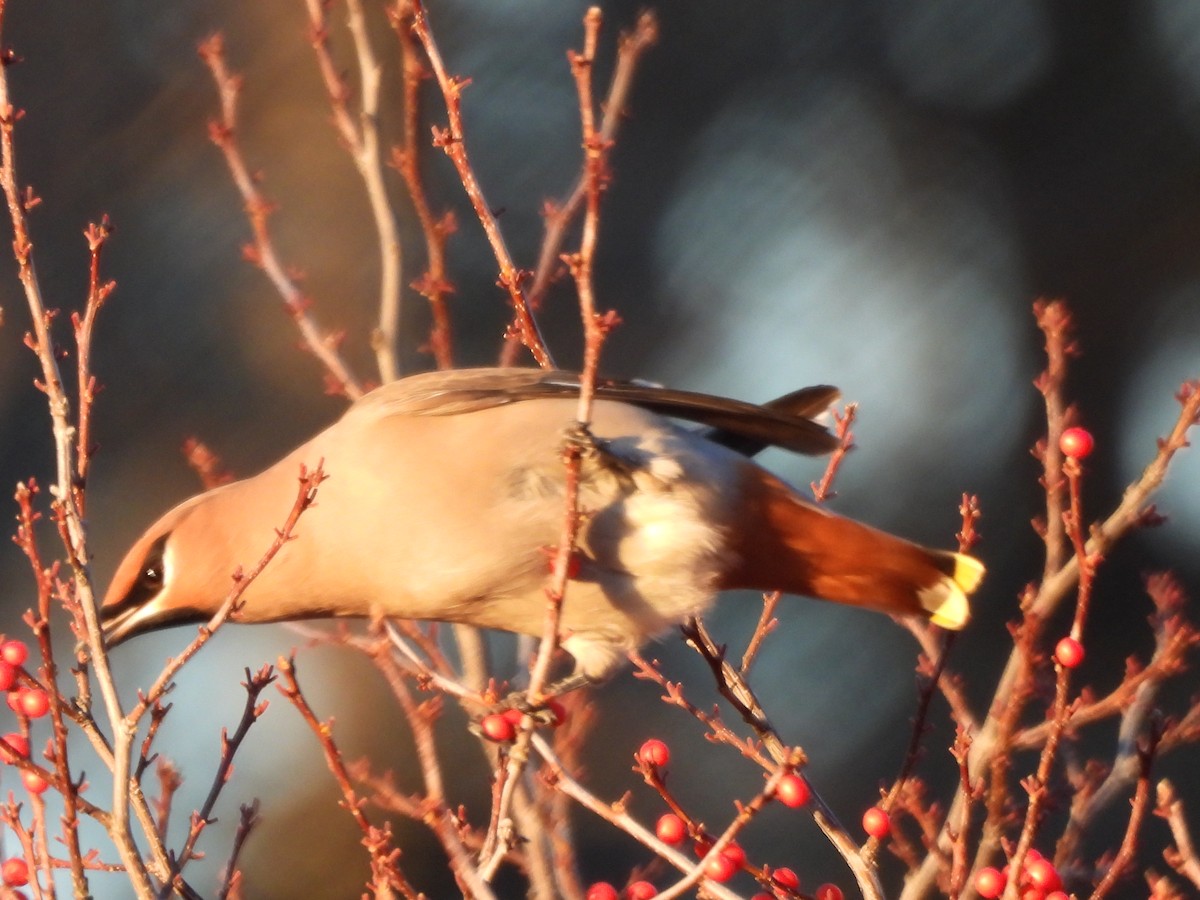 Bohemian Waxwing - ML645573135