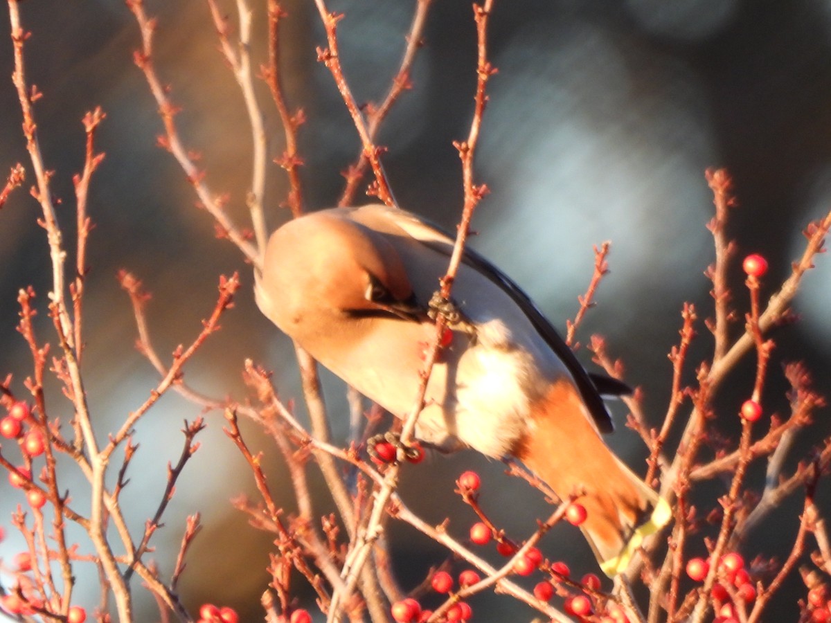 Bohemian Waxwing - ML645573136