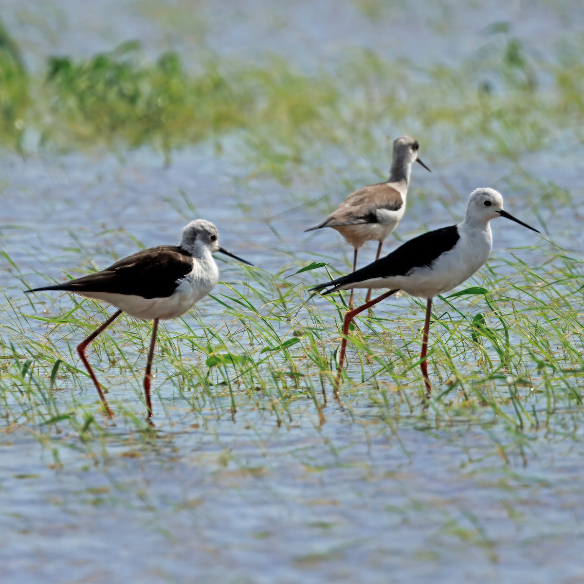 Black-winged Stilt - ML645573137