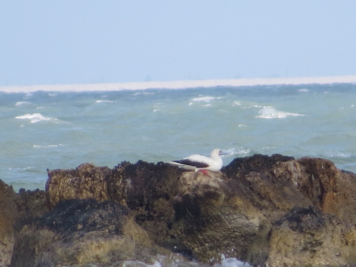 Red-footed Booby - ML645573139