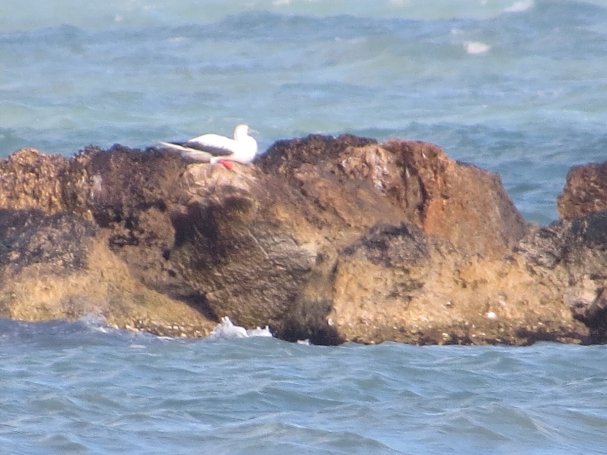 Red-footed Booby - ML645573140