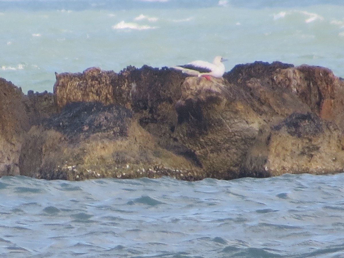 Red-footed Booby - ML645573141