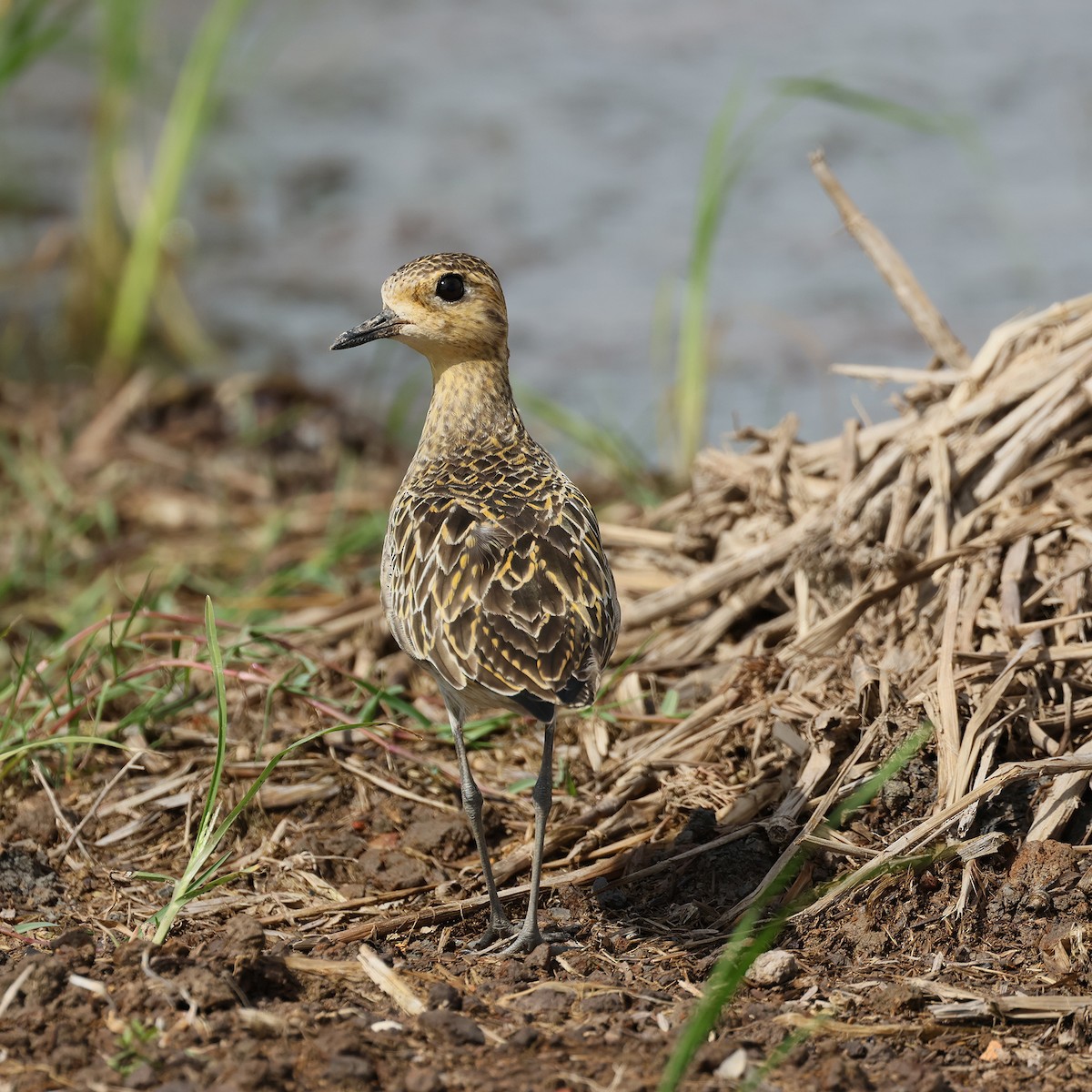Pacific Golden-Plover - ML645573146