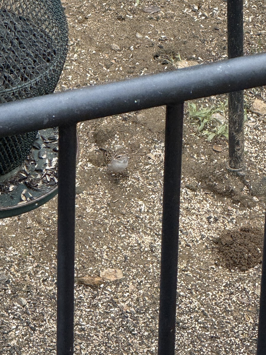 Chipping Sparrow - ML645573148