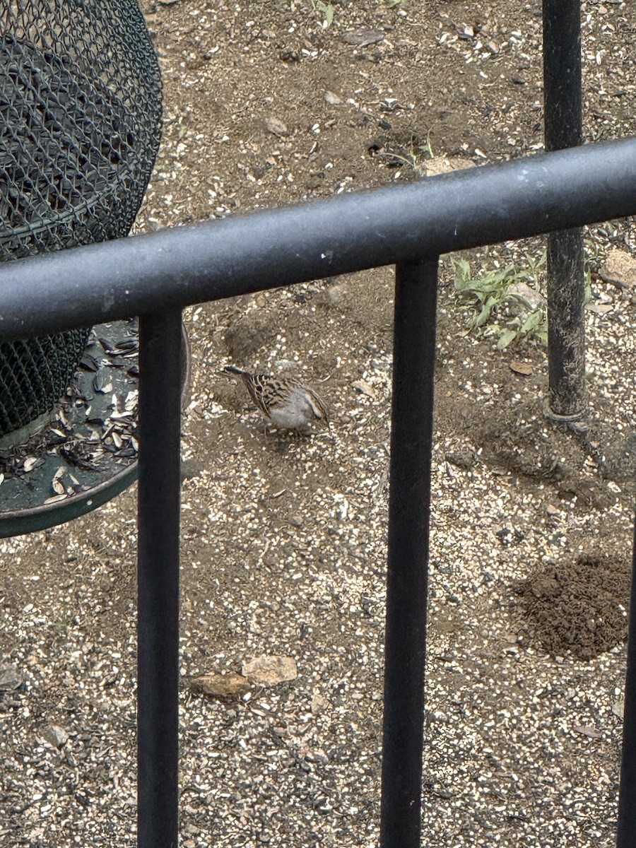 Chipping Sparrow - ML645573149