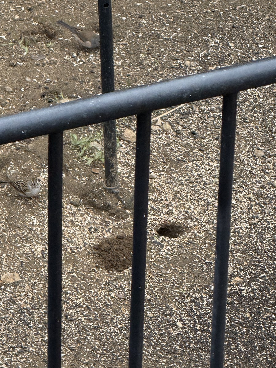 Chipping Sparrow - ML645573150