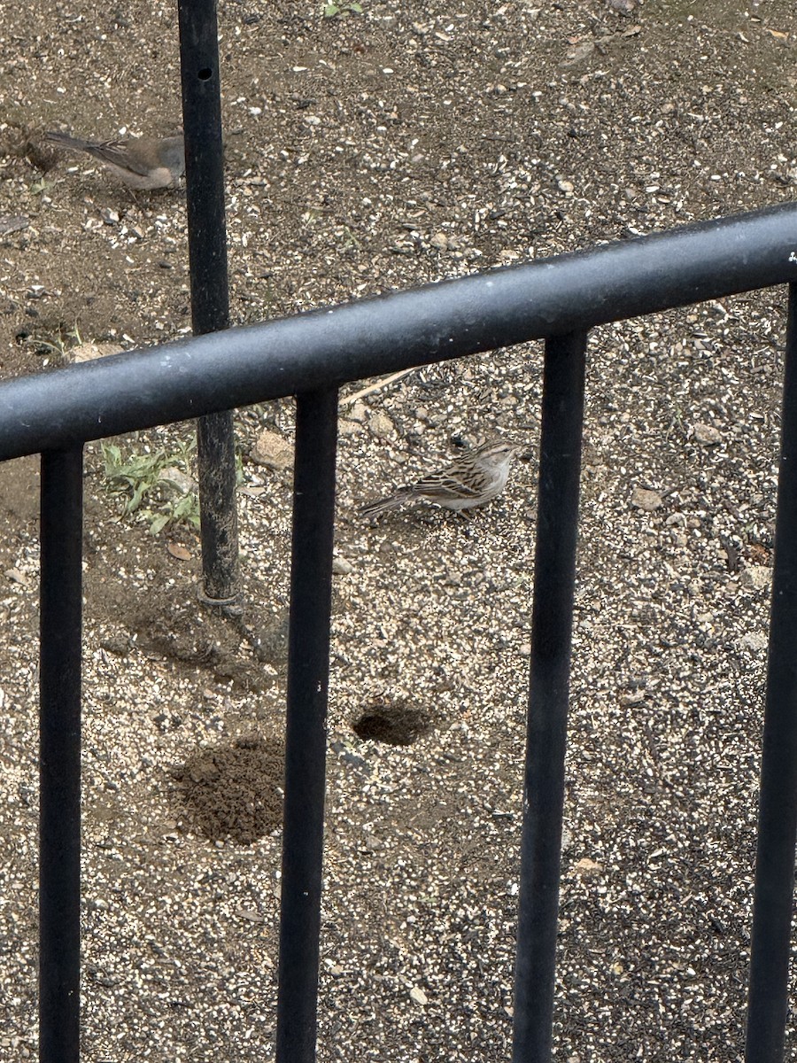 Chipping Sparrow - ML645573151