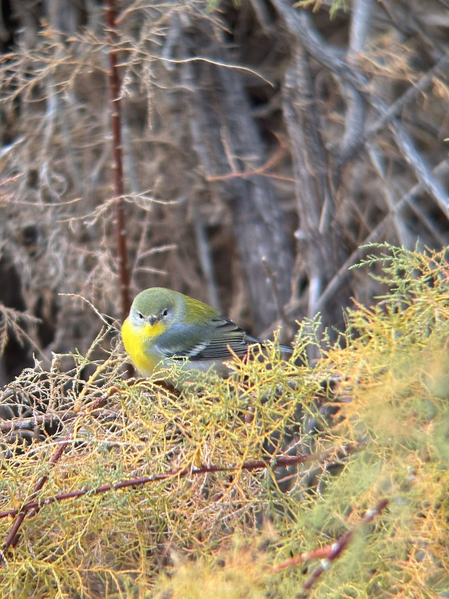 Northern Parula - ML645573154