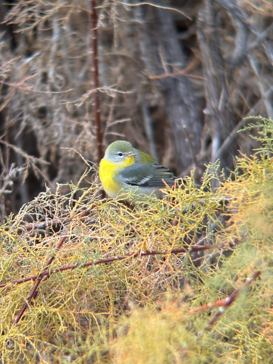 Northern Parula - ML645573155