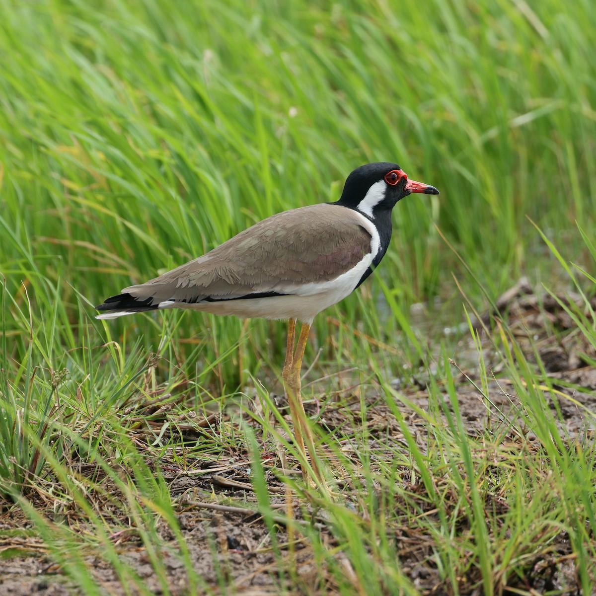 Red-wattled Lapwing - ML645573156
