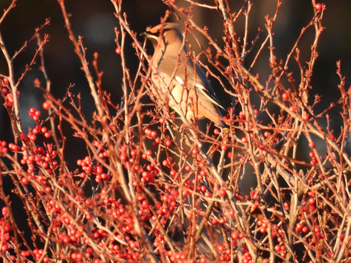 Bohemian Waxwing - ML645573160