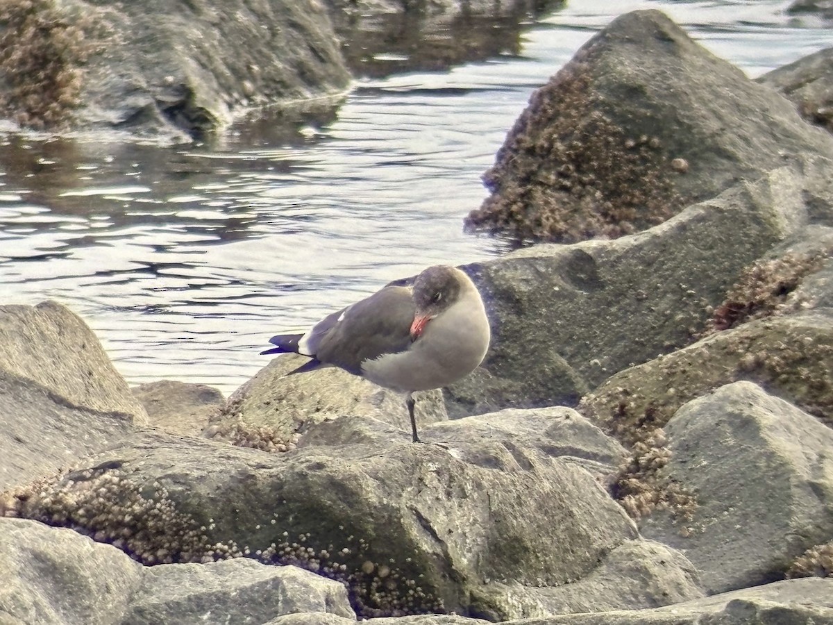 Heermann's Gull - ML645573163