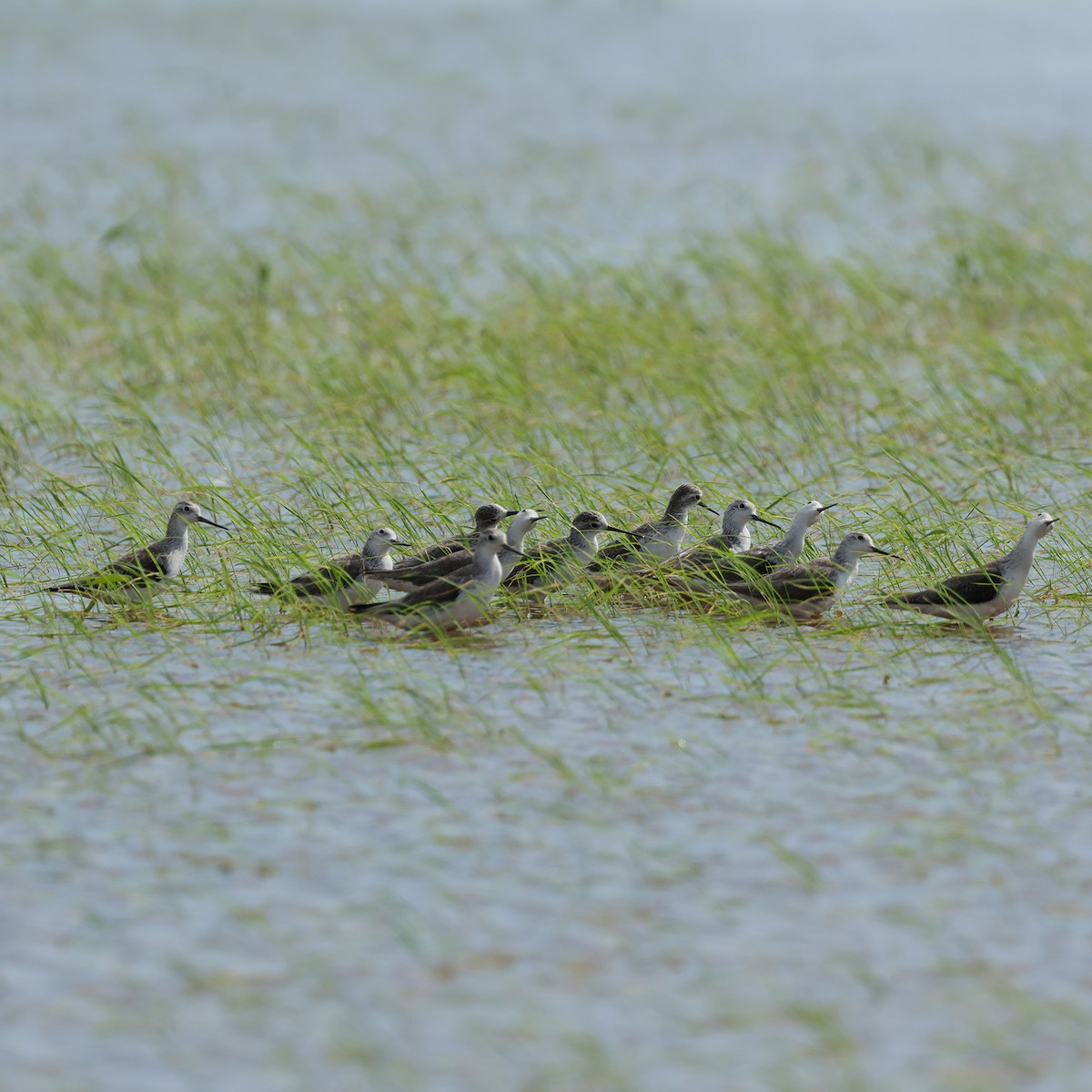 Marsh Sandpiper - ML645573165