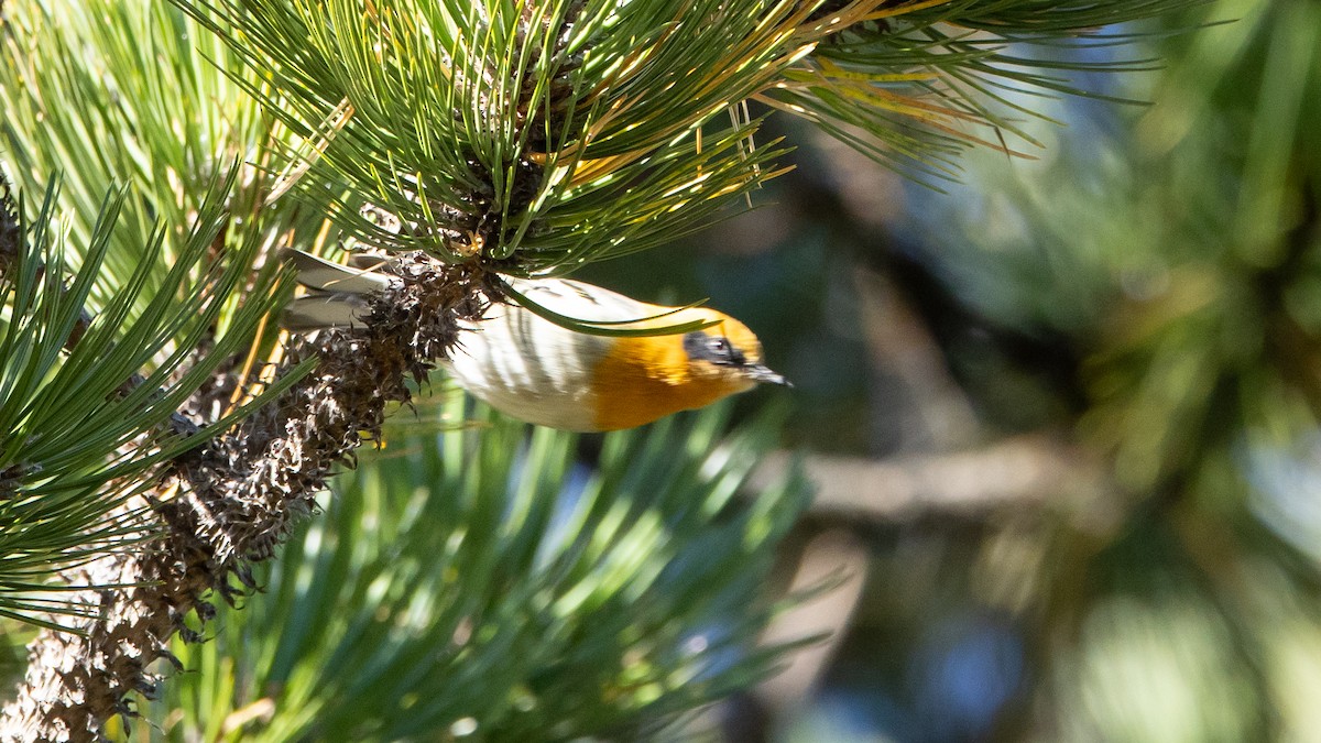 Olive Warbler - ML645573166