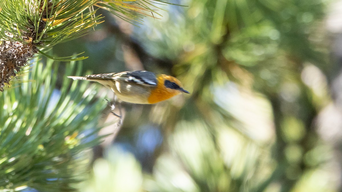 Olive Warbler - ML645573167