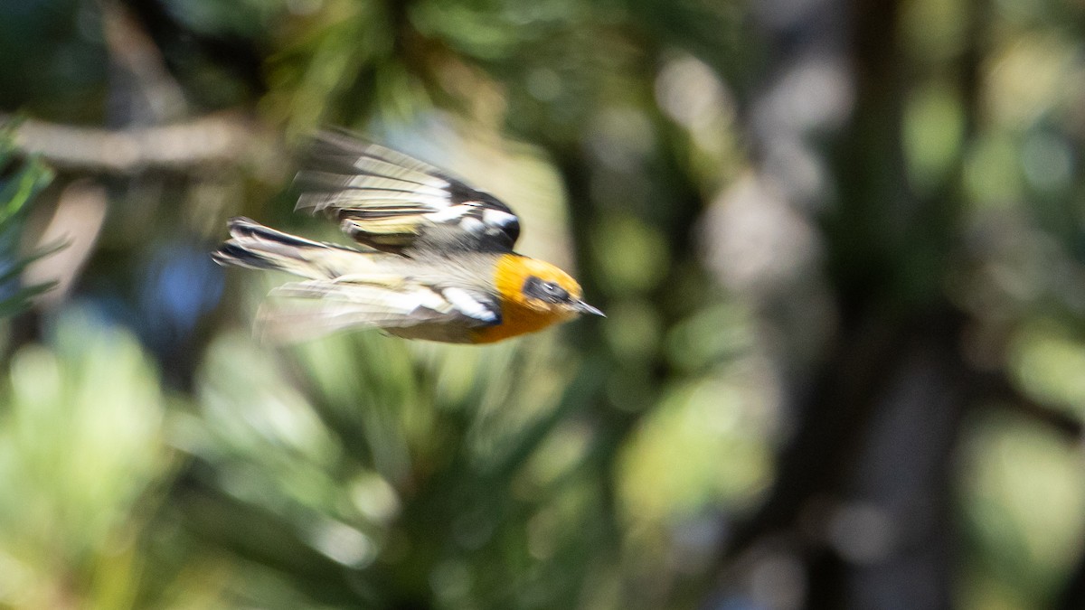 Olive Warbler - ML645573168