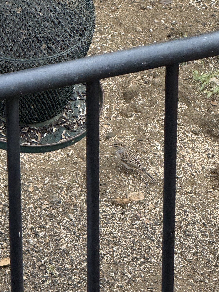 Chipping Sparrow - ML645573171