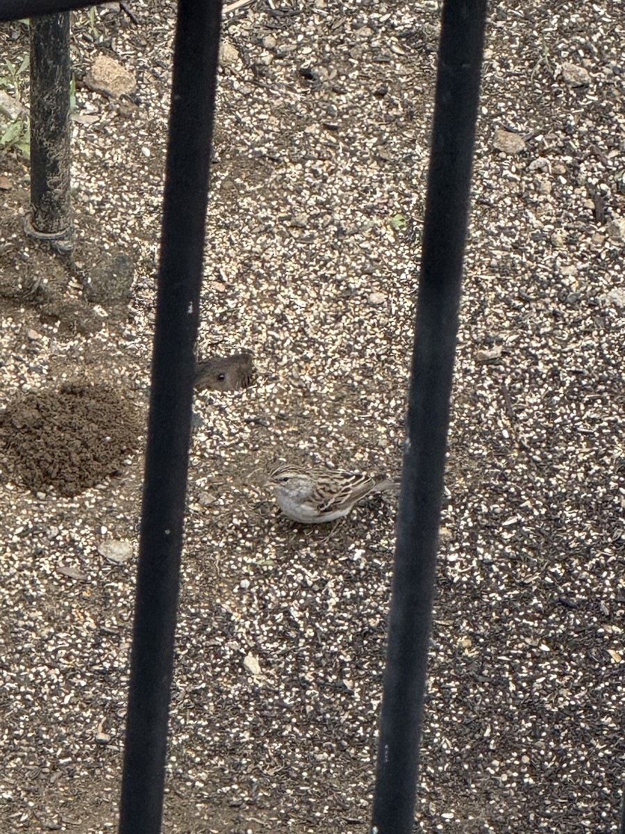 Chipping Sparrow - ML645573172