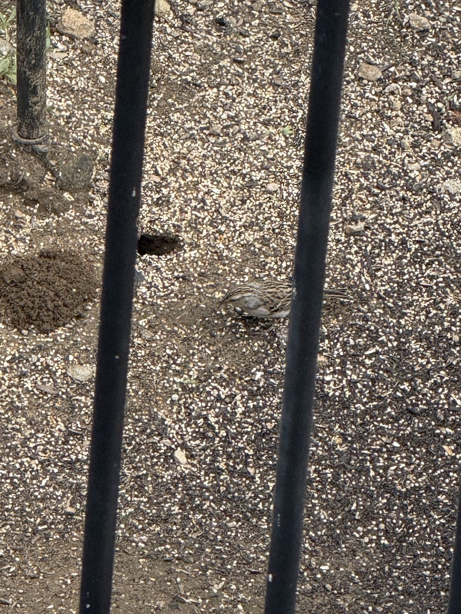 Chipping Sparrow - ML645573173